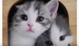 猫咪的视频,视频捕捉的可爱瞬间回顾